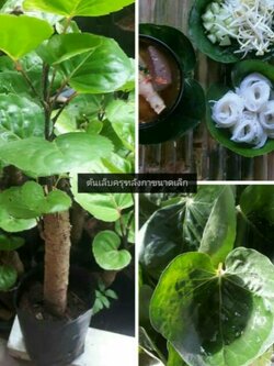 ต้นเล็บครุฑลังกาขนาดเล็ก ถุงชำพร้อมปลูก