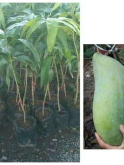 ต้นมะม่วงพันธุ์โชคไพบูลย์ มะม่วงลูกใหญ่