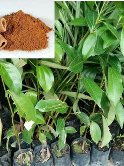 ต้นอบเชย ถุงชำพร้อมปลูก ค่ะ