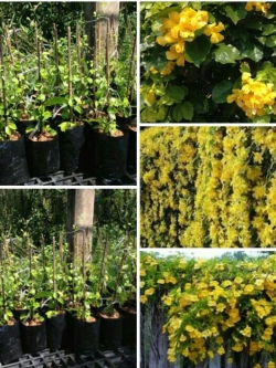 ต้นเหลืองชัชวาลย์