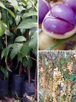 #ต้นมะไฟข้าวเหนียวดำ กิ่งตอนพร้อมส่งจ้า