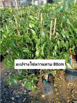 💥ต้นมะปรางไข่หวาน มะปรางหวานลูกใหญ่ ต้นทาบพร้อมจัดส่งคะ