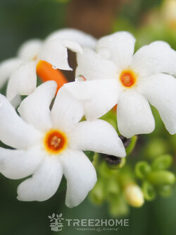 ต้นกรรณิการ์