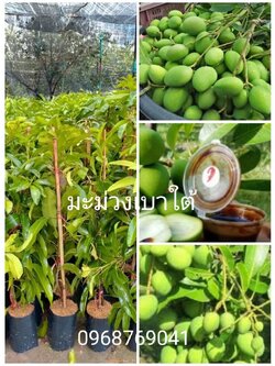 มะม่วงเบาใต้ มะม่วงที่เห็นแล้วต้องร้องจี๊ด กับความเปรียว ต้นทาบสวย ๆ