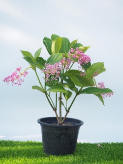 ต้นไข่มุกอันดามัน