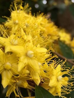 ต้นรวงผึ้ง (เพาะเมล็ด)