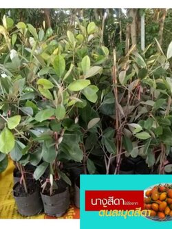 ต้นละมุดาดา แบบตอนกิ่งพร้อมส่ง