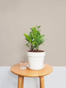 ต้นกวักมรกต