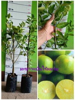 ต้นมะนาวแป้นไร้หนาม ผลดก น้ำเยอะ ต้นเสียบยอดพร้อมส่งคะ