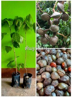 🌰#ต้นลูกเนียง ทานเมล็ดเป็นผักแกล้ม นิยมทานเหมือนสตอ