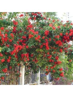 🌺ต้นพู่จอมพล สีสันสวยงามน่าปลูกจุง