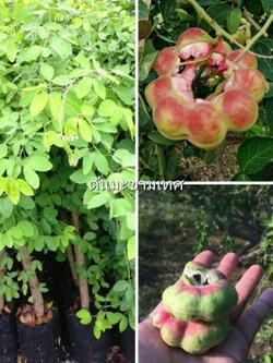 ต้นมะขามเทศสีชมพูจัมโบ้ขนาดต้น 60-80 ชม.