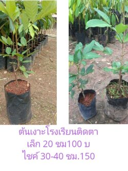 ต้นเงาะ