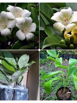 #แก้วมุกดา ดอกเธอช่างหอม มากมาย คู่ควรสำหรับบ้านคุณ