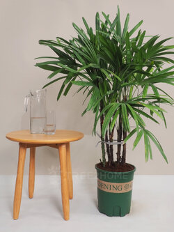 ต้นจั๋งญี่ปุ่น