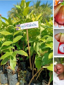 💢ต้นชมพู่ยักษ์ใต้หวัน ผลใหญ่ เนื้อหนา ต่นพร้อมลงปลูกจ้า