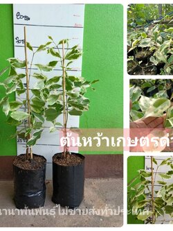 ต้นหว้าเกษตรด่าง ใบด่างสวยงาม