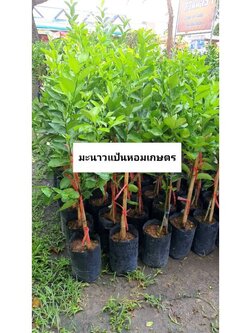 🍋ต้นมะนาวแป้นหอมเกษตร พร้อมปลูกคะ