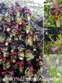 🍀#กิ่งตอนผักหวานป่ายอดเหลืองทอง กิ่งใหญ่ รากแน่น