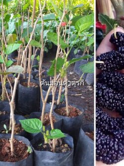 ต้นมัมเบอรี่ออสตุรกี หรือม่อนดำตุรกี