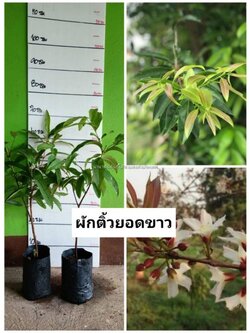 🍀#ต้นผักติ้วขาว ผักป่าพื้นบ้านมาแล้วจ้า