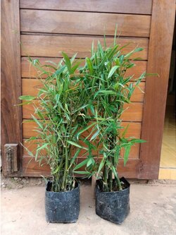 🌱🌱#ต้นไผ่เงินใหญ่ สวย ปลูกเสริมสิริมงคล พร้อมปลูก