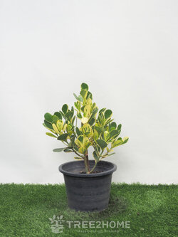 ต้นเกล็ดกระโห้ด่างแคระ