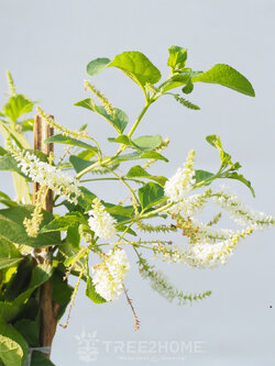 ต้นราชาวดี