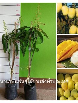 #ต้นมะม่วงอกร่องทองมะม่วงโบราณ รสชาดหวานหอมอร่อย