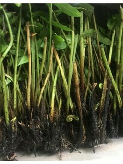 ต้นผักกูด(สั่งขั้นต่ำ10 ต้น) ผักกูดนำมาทำอาหารได้อร่อยมากขึ้นเองตามธรรมชาติ ปัจจุบันสามารถปลูกทานได้เอง