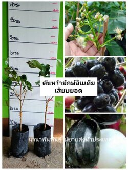 #ต้นหว้ายักษ์อินเดียต้นพร้อมปลูก