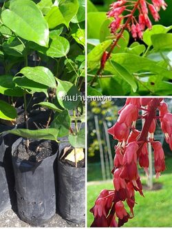 ต้นย่านางแดง ถุงชำขนาด40-50ชมพร้อมส่งค่ะ