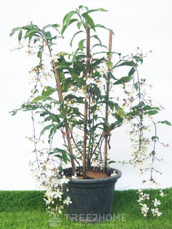 ต้นสร้อยสายเพชร