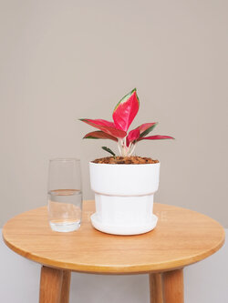 ต้นซุปเปอร์เรด