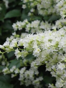 ต้นลัดดาวัลย์