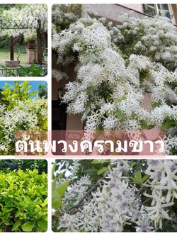 #ต้นพวงครามดอกขาว White Petrea ไม้เลื้อยที่ธรรมดาแต่ดูแพง ต้นสวยพร้อมปลูก