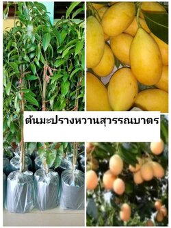 💢#ต้นมะปรางหวานสุวรรณบาตร ต้นทาบสวยๆ