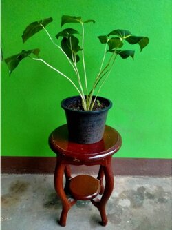 🌺ว่านเสน่ห์จันทร์ขาว (king of hearts)ว่านแห่งเมตตามหานิยม พร้อมปลูกค่ะ