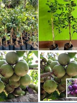 💝#ต้นตะขบยักษ์ไร้หนาม #ตะขบป่า #มะแกว๋น #หมากเบน ชื่อเรียกต่างกันไปตามท้องถิ่น พร้อมส่งค่ะ