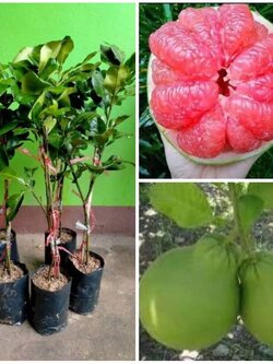 😋#ต้นส้มโอทับทิมสยาม ต้นเสียบยอดรุ่นนี่สวยๆเลยค่ะ