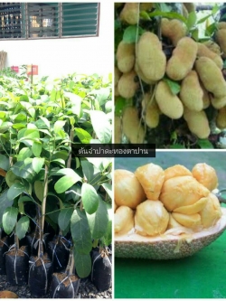 ต้นจำปาดะทองตาปาน