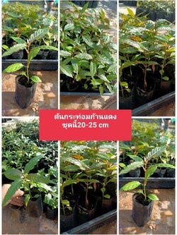 ต้นกระท่อมก้านแดง รุ่น 20-25 cm