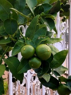 #ต้นมะนาวแป้นพิจิตร 🍋มะนาวแป้นน้ำเยอะหอมเปรี้ยว ถูกใจแม่บ้านเป็นแน่