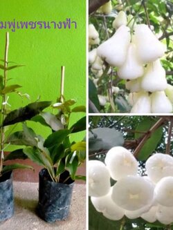 💢#ต้นชมพู่เพชรนางฟ้า🎀 โปรแพ็คคู่ สวยแปลกwow!!