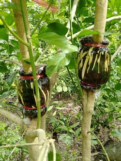 กิ่งตอนผักหวานป่า ผักหวานป่า รากแน่นๆพร้อมส่ง