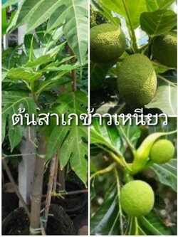 #ต้นสาเกข้าวเหนียว สาเก มีสรรพคุณมากมายที่คุณไม่ควรมองข้าม