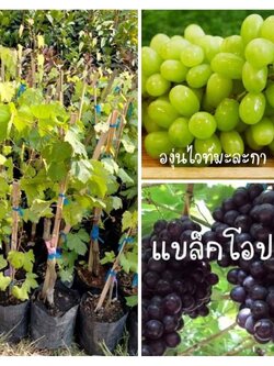 ต้นองุ่นไร้เมล็ด ไวมะละกา แบล็คโอปอร์ พร้อมปลูกค่ะ