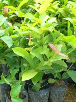 ต้นมันปู ทานกับน้ำพริก พร้อมส่งค่ะ