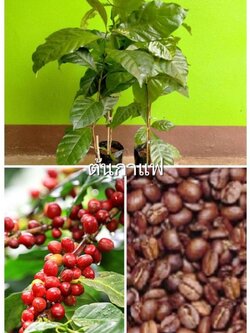 ต้นกาแฟโรบัสต้า ขนาด 40ซม.