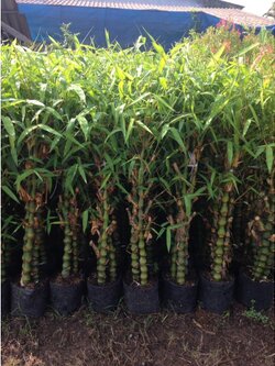 💢ไผ่น้ำเต้า ไผ่ประดับ สวยงาม